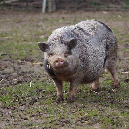 Logements Insolites A La Ferme - Yourte, Kota Ou Pod Farbus エクステリア 写真