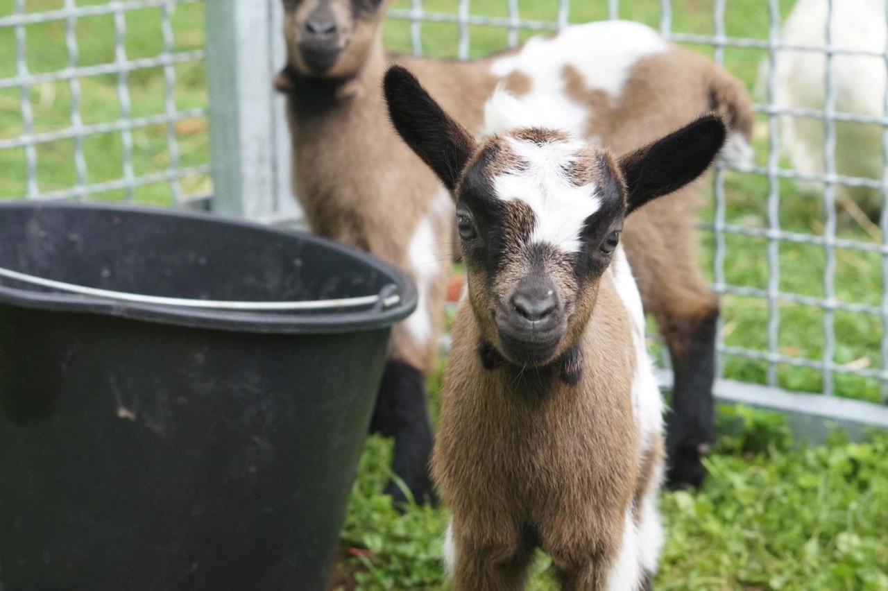 Logements Insolites A La Ferme - Yourte, Kota Ou Pod Farbus エクステリア 写真