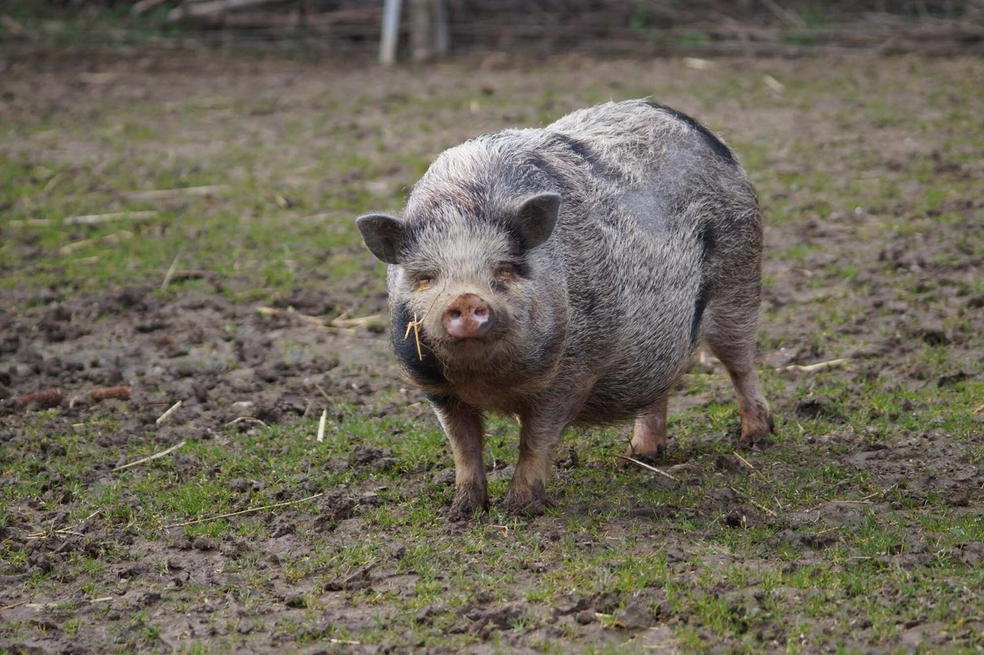 Logements Insolites A La Ferme - Yourte, Kota Ou Pod Farbus エクステリア 写真